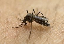 Chikungunya Symptoms, Causes And Prevention Chikungunya Symptoms, Causes And Prevention