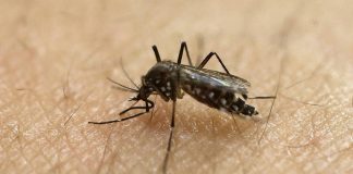 Chikungunya Symptoms, Causes And Prevention Chikungunya Symptoms, Causes And Prevention