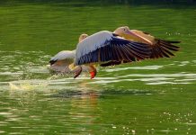 You’ll Agree If You Love Animals – A Peep Into Delhi Zoo Is Interesting! National Zoological Park