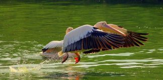 You’ll Agree If You Love Animals – A Peep Into Delhi Zoo Is Interesting! National Zoological Park