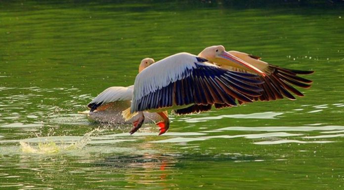 You’ll Agree If You Love Animals – A Peep Into Delhi Zoo Is Interesting! National Zoological Park