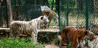 Enjoy Wildlife Experience And Safari At Bannerghatta Biological Park In Bengaluru Bannerghatta Biological Park Safari In Bengaluru