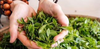 Did You Know Why Dietitians Recommend Green Tea Leaves Over Tea Bags Green Tea Leaves