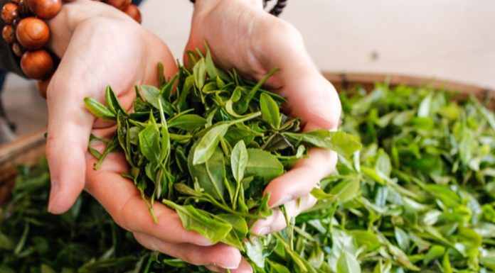 Did You Know Why Dietitians Recommend Green Tea Leaves Over Tea Bags Green Tea Leaves