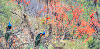 Wildlife Reserves Near Delhi To Enjoy Nature’s Spirit This Monsoon Sariska National Park