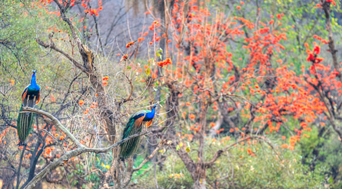 Wildlife Reserves Near Delhi To Enjoy Nature’s Spirit This Monsoon Sariska National Park